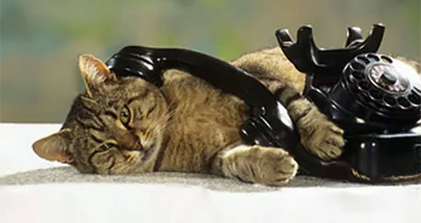 Image result for cat with telephone
