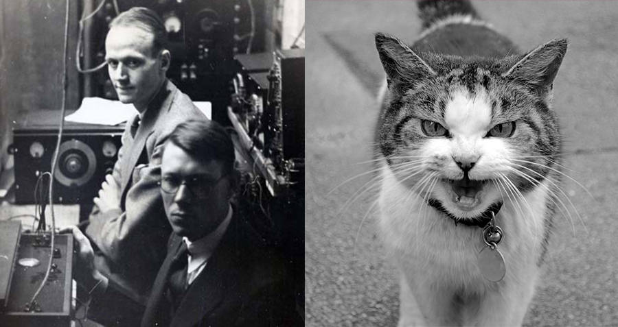 Ernest Wever and Charles Bray Cat telephone