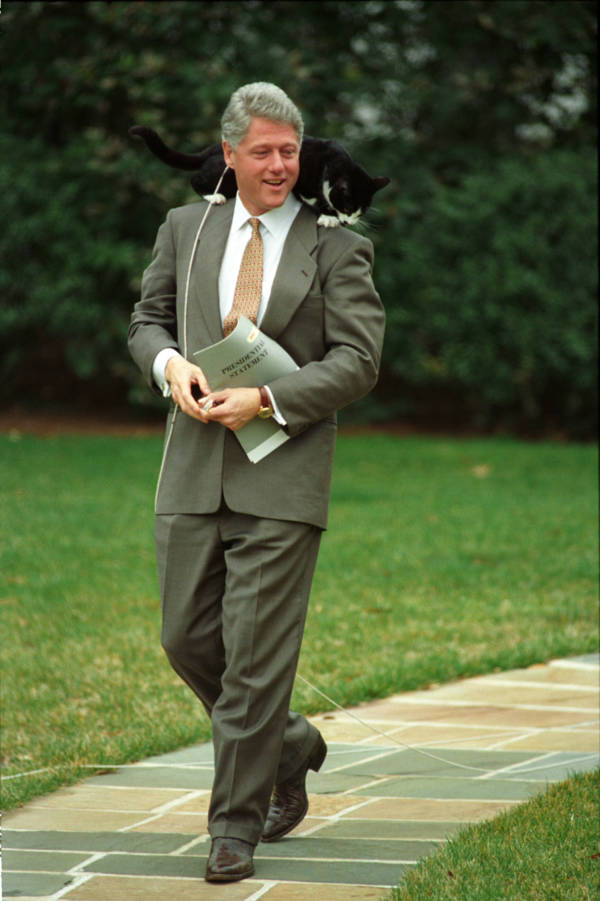 Clinton Cat
