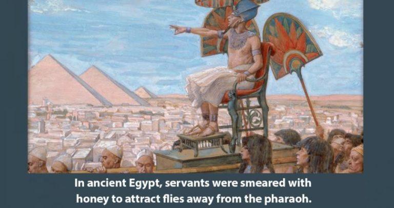 Keeping Flies Off Pharoahs