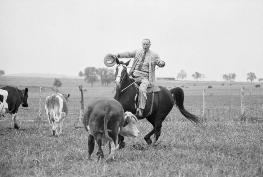 Lbj Cattle