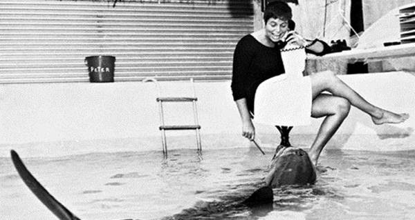 Margaret Howe Lovatt And Her Sexual Encounters With A Dolphin