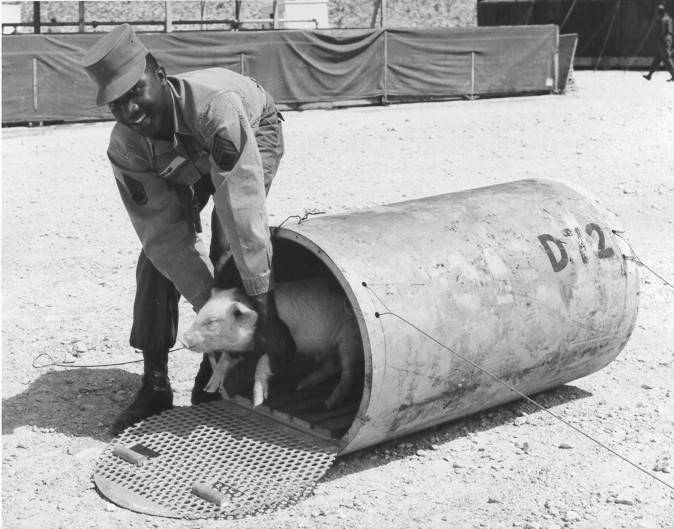 Pig In Atomic Test