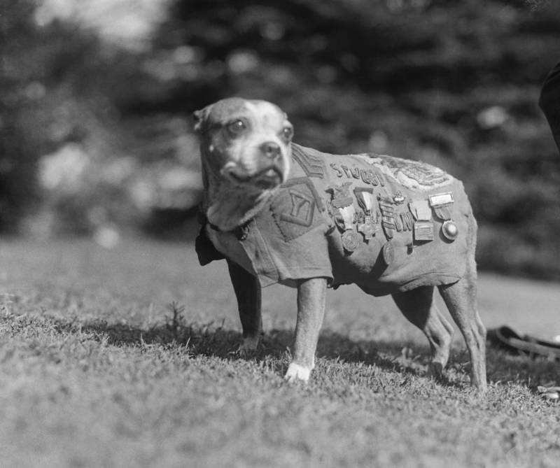 102nd Infantry Stubby the Dog