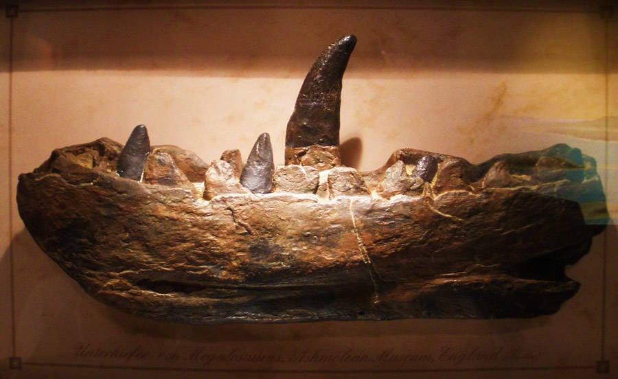 Archaeological Discoveries Megalosaurus dinosaur teeth