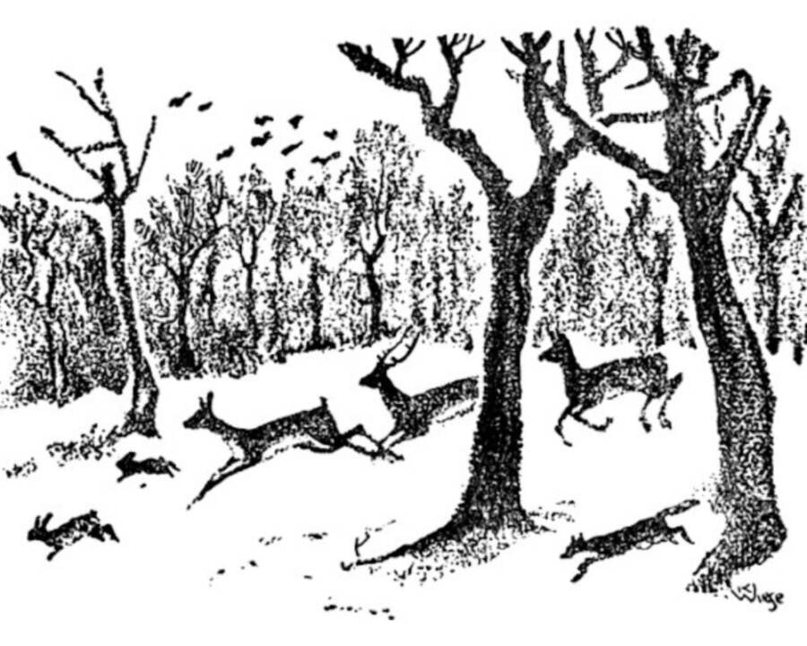 Dark Disney Stories Bambi