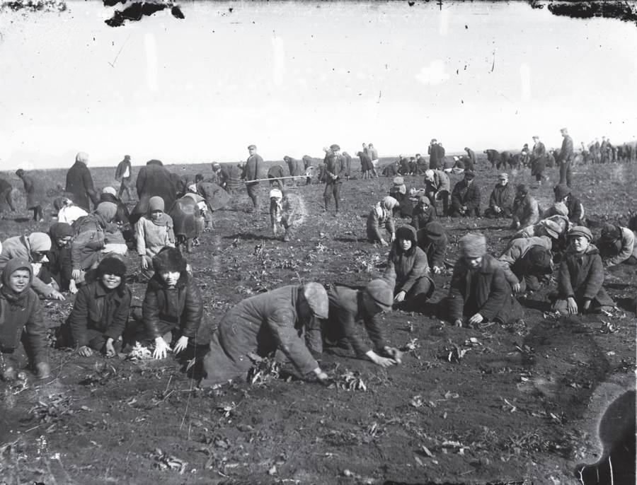 Digging Up Frozen Potatoes