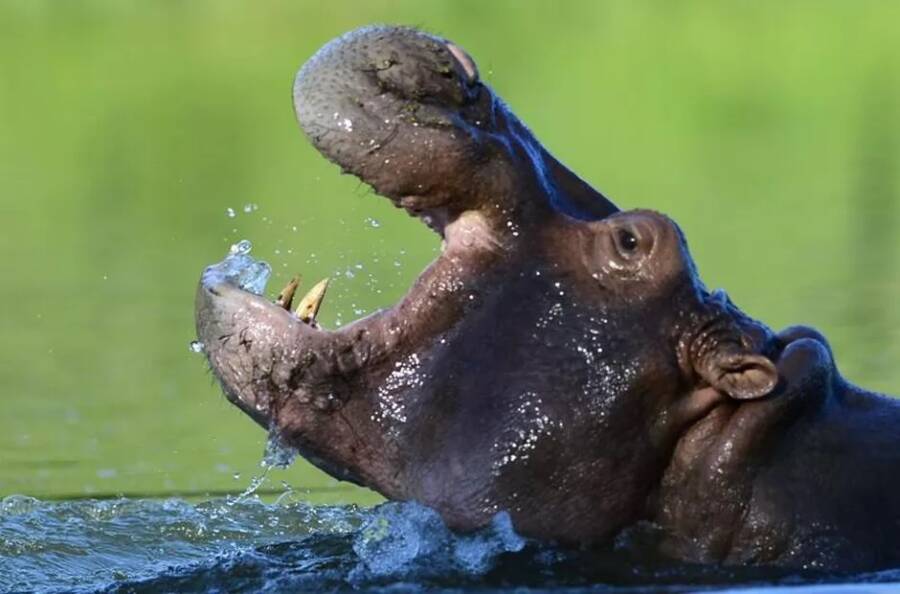 One Of Pablo Escobar's Hippos