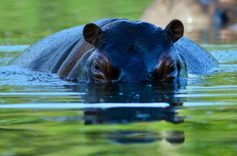 How Pablo Escobar's Hippos In Colombia Are Wreaking Havoc