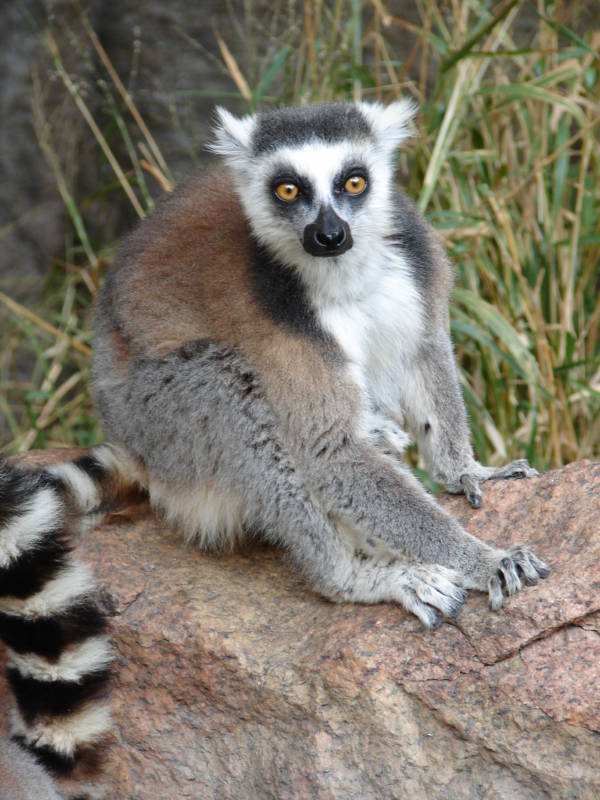 Ring Tailed Lemur