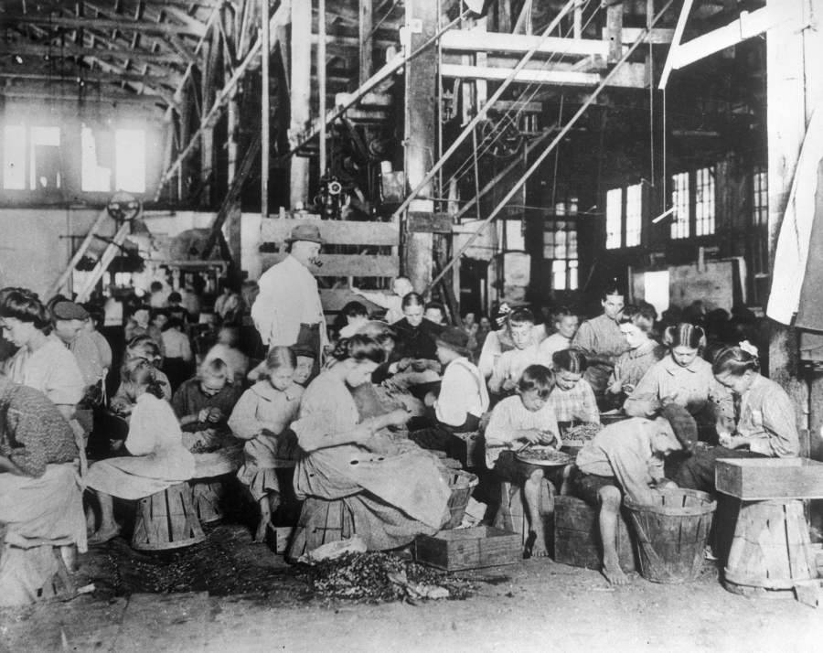 String Beans Being Processed By Hand