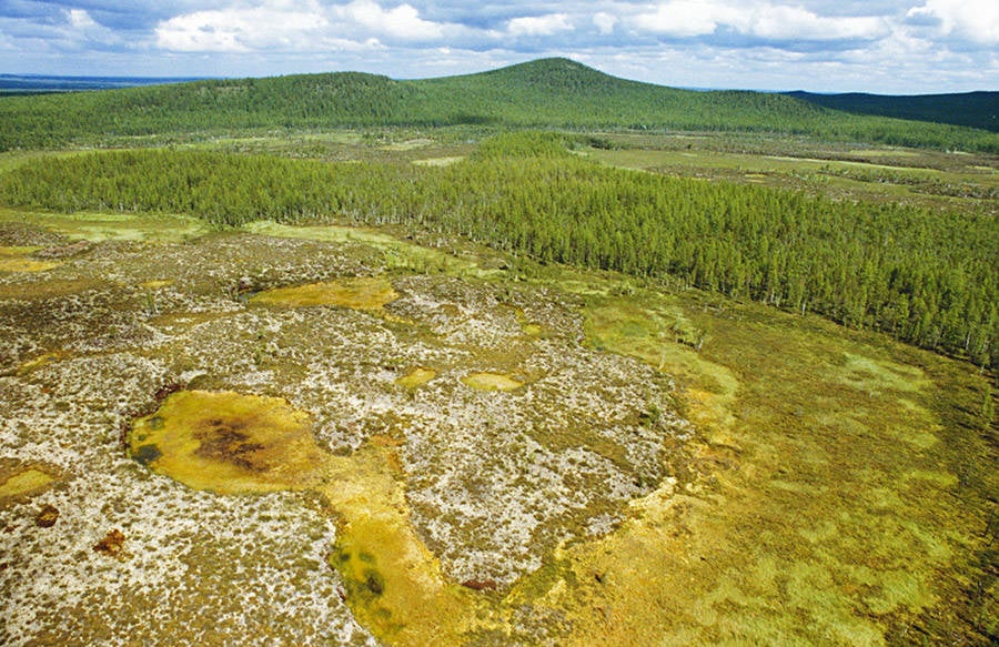 Tunguska Forest Missing Trees