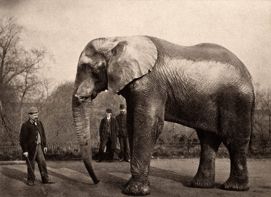 Jumbo The Elephant And Trainer Matthew Scott