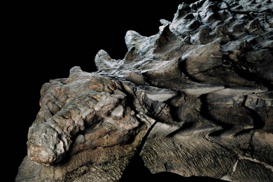 Interesting news Nodosaur dinosaur mummy