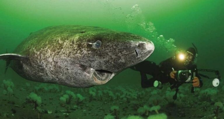 Greenland Shark Featured