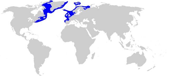 Greenland Shark Geographic Range