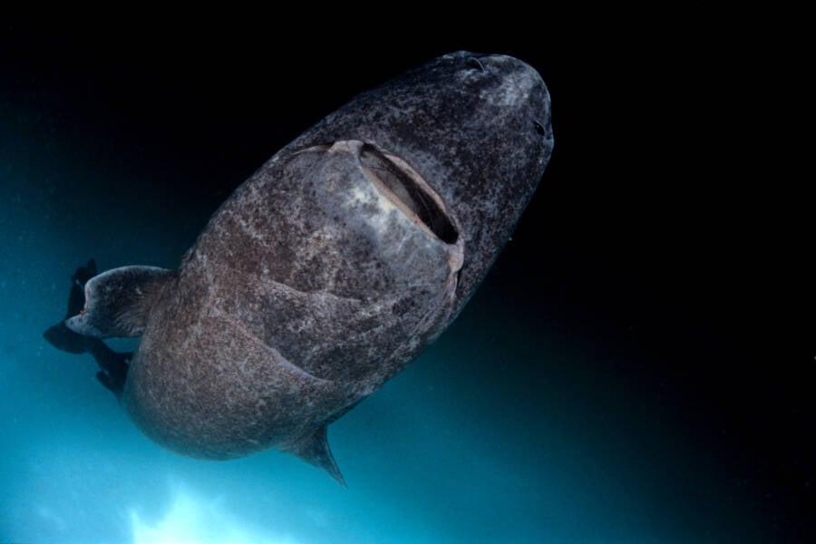 Greenland Shark Underbelly