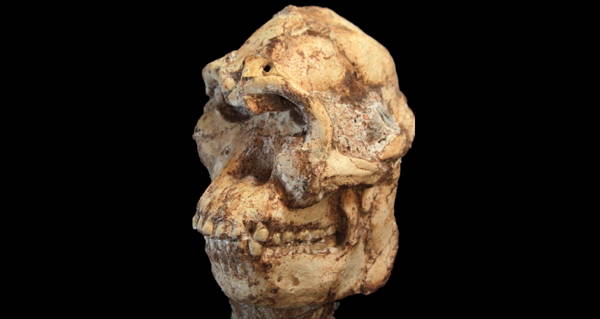 Little Foot Skeleton Head