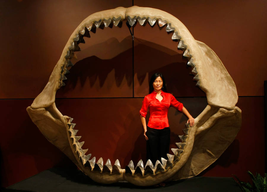 Megalodon Teeth