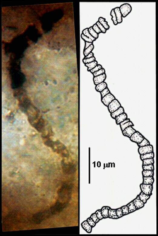 Misrofossil Image And Chart