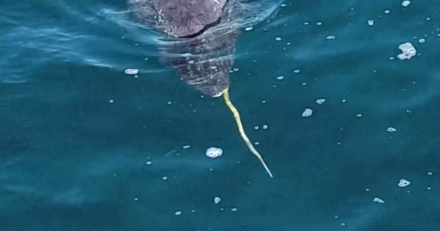 Narwhal looking for food