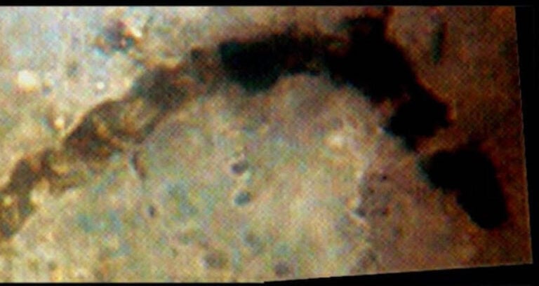 Oldest Fossil Ever Found Featured