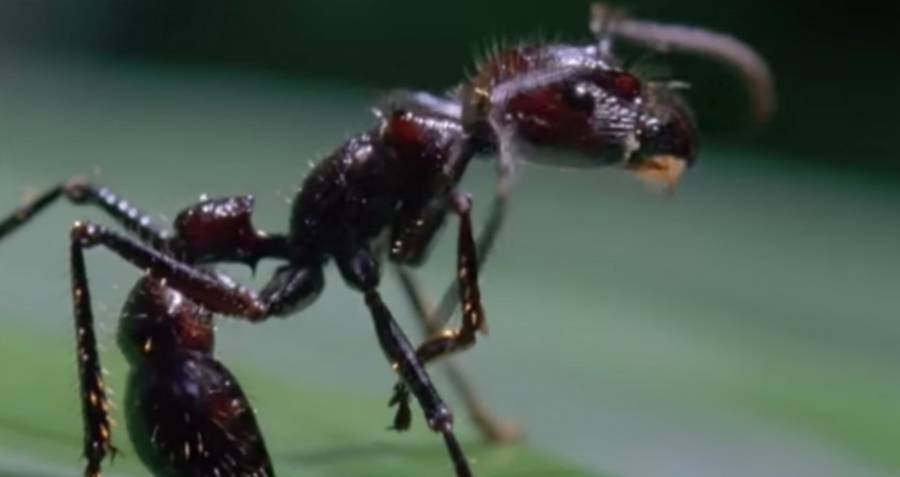 Ophiocordyceps-Infected Zombie Ants