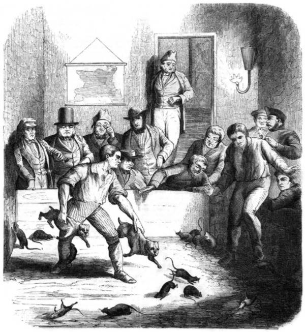 Rat Baiting