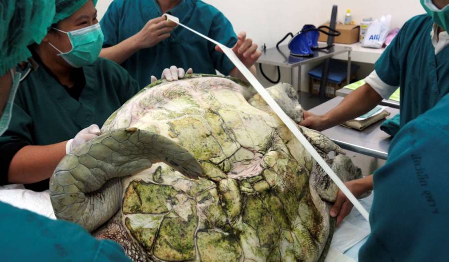 A giant sea turtle in surgery