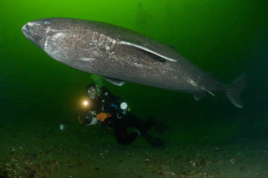 Shark With Diver