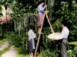 Inside The Bizarre 'Spaghetti Tree' Hoax Of 1957