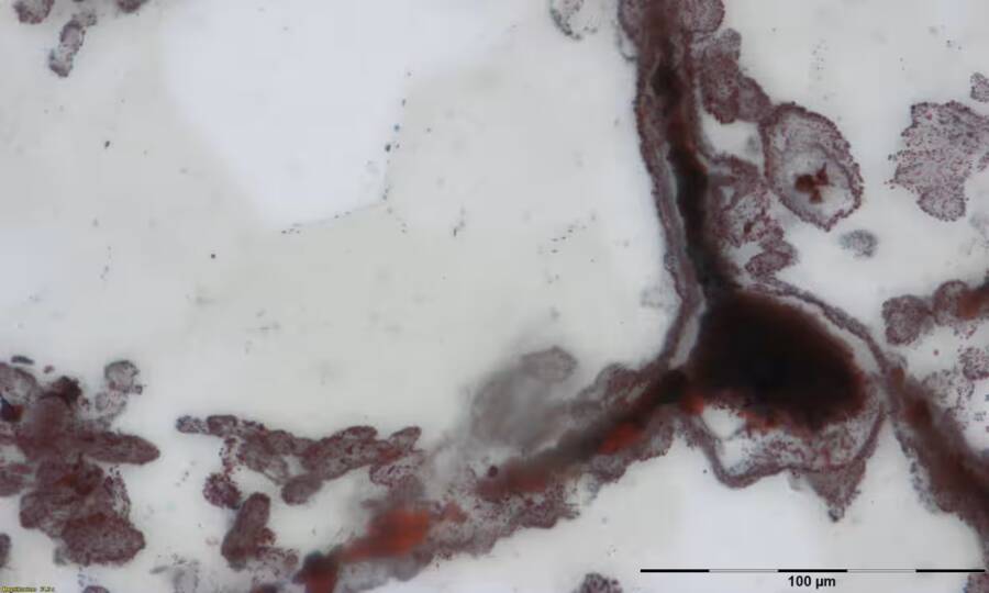 Suspected Old Fossil Quebec