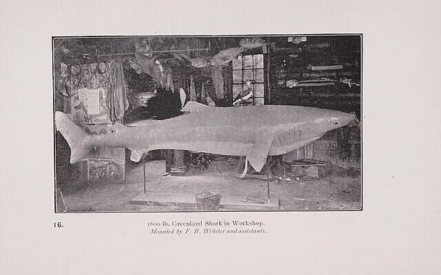 Taxidermied Greenland Shark