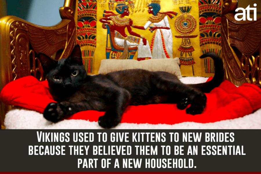 Viking Facts Cats For Newlyweds