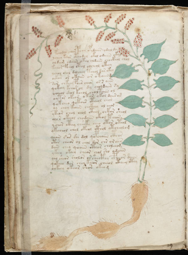 Page from the Voynich Manuscript