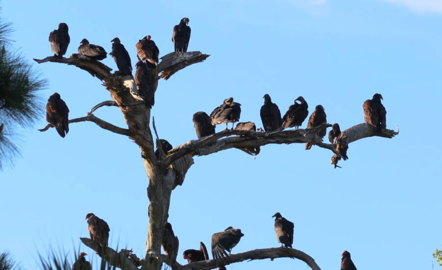 Vultures In A Tree
