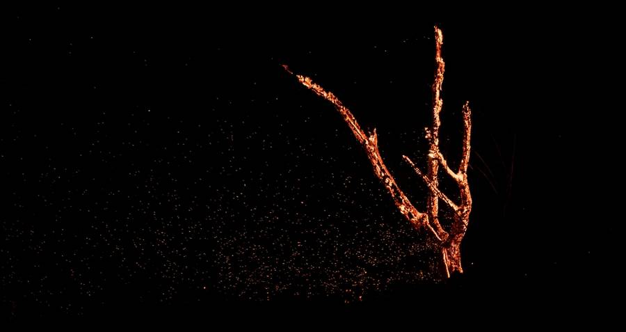 Burning Tree