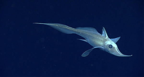 20 Incredible Photos Of Life Deep In The Gulf Of Mexico