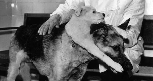 How Vladimir Demikhov Actually Made A Two-Headed Dog [PHOTOS]