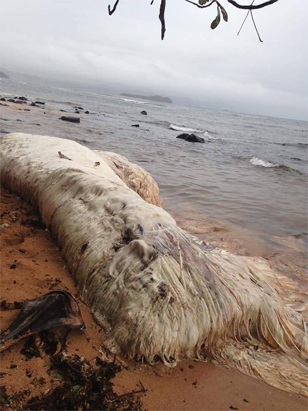 Indonesian Hairy Blob real-life monsters