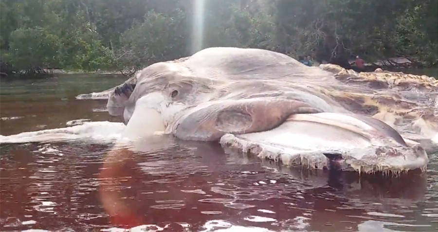 Indonesian sea creature real-life monsters