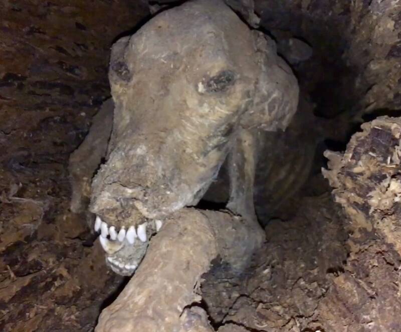 Mummified Dog