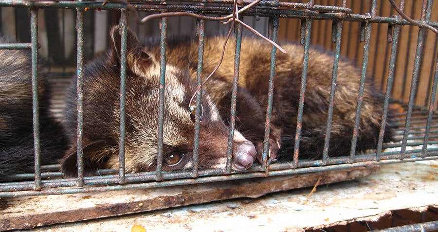 Kopi Luwak The Bizarre Beverage Known As Cat Poop Coffee Kopi Luwak The Bizarre Beverage Known As Cat Poop Coffee