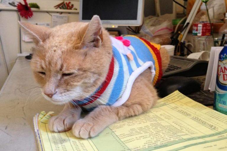 Mayor Stubbs The Cat Meet The Alaskan Mayor Who Served 20 Years