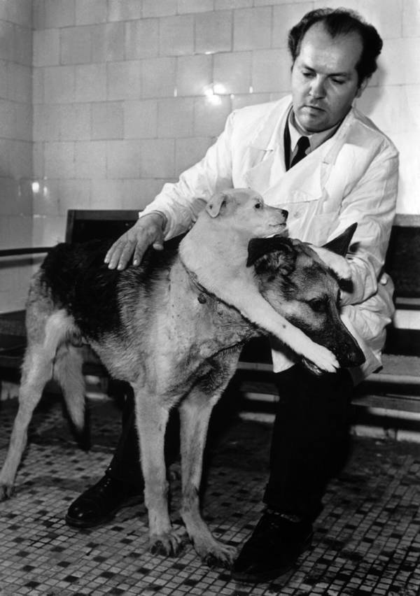 Vladimir Demikhov And His Two-Headed Dog