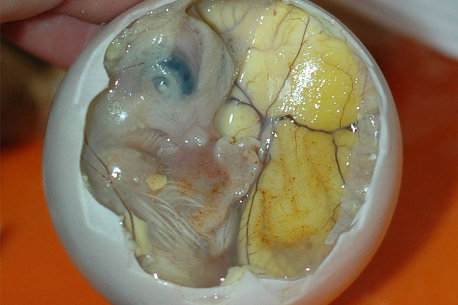 Balut Egg