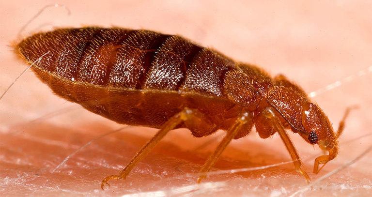 can bed bugs live on your body