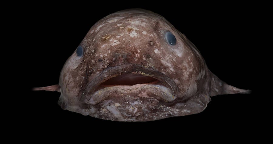 deep sea ugly fish