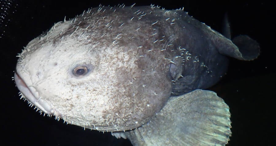 Why The Blobfish Might Not Be The World's Ugliest Animal After All