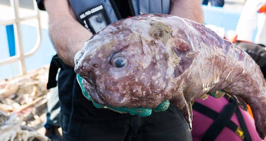 The blob fish was once thought to be the worlds ugliest fish, but  researchers recently found the fish in its natural habitat and looks quite  different : r/Damnthatsinteresting